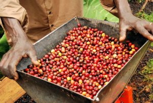 farmer holding coffee cherries
