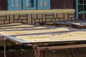coffee being dried in Vietnam