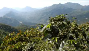 coffee plantation in guatemala (not my photo)